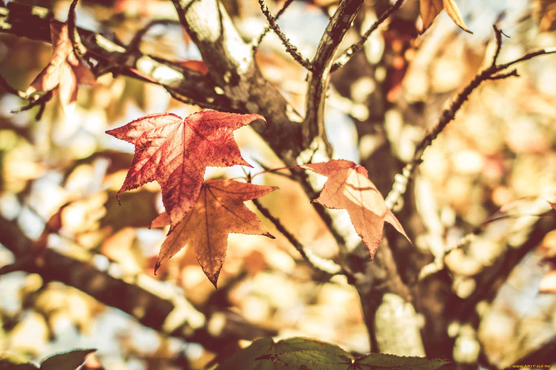 , , , , , maple, leaves, , warm, tree, , still, life, leaf, spring, , , plants